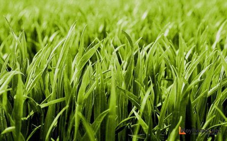 Как сеять газонную траву Как сеять газонную траву
