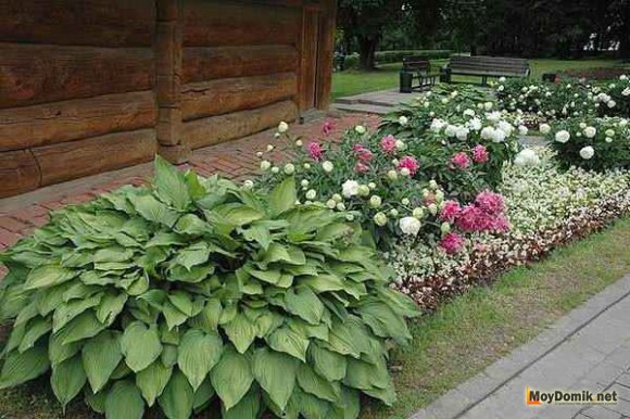 Рабатка вдоль дорожки Рабатка вдоль дорожки