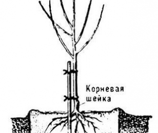 Корневая шейка саженца - схема Корневая шейка саженца - схема