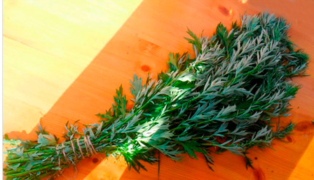 Веник из можжевельника – им можно париться, а можно просто бросить на пол